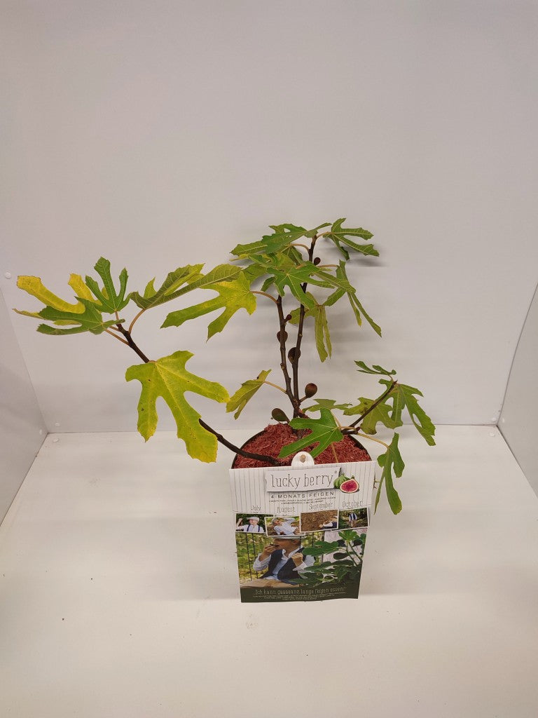 Ficus carica &