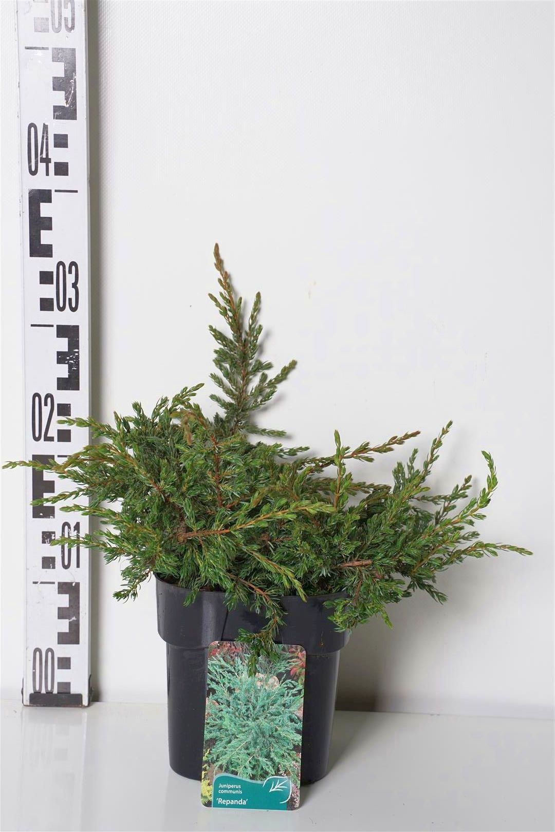 Juniperus communis &