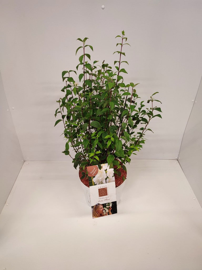 Philadelphus &