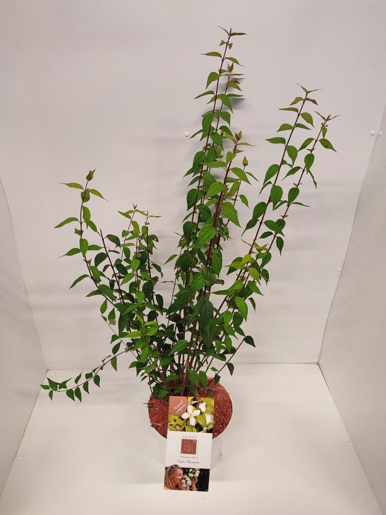 Philadelphus &