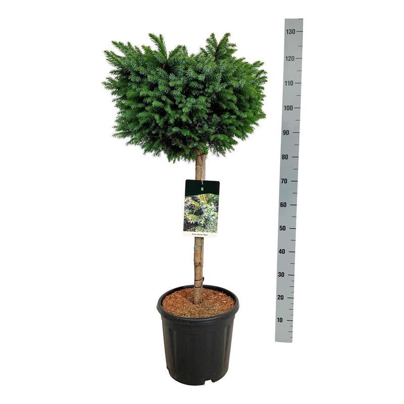Pinus mugo pumilio 70-80 cm C30 (30 liters kruka)