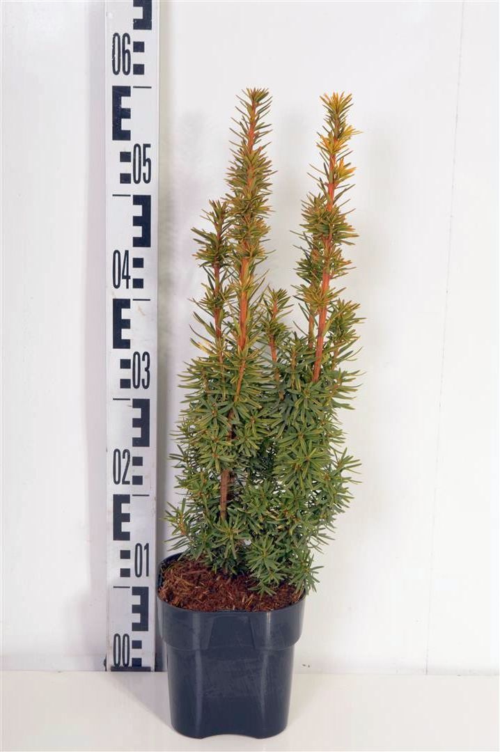 Taxus baccata &