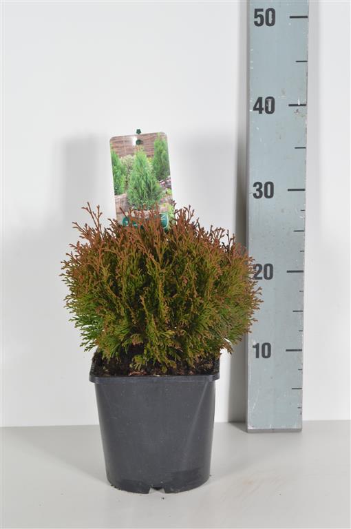 Thuja occidentalis &
