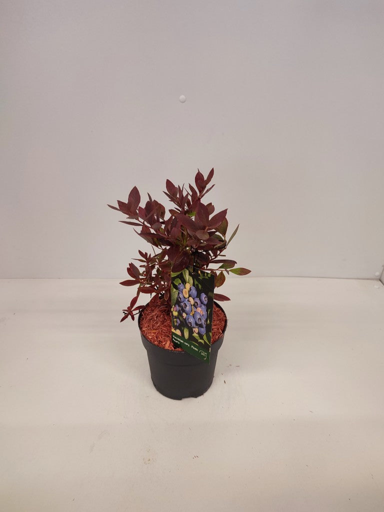 Vaccinium corymbosum &