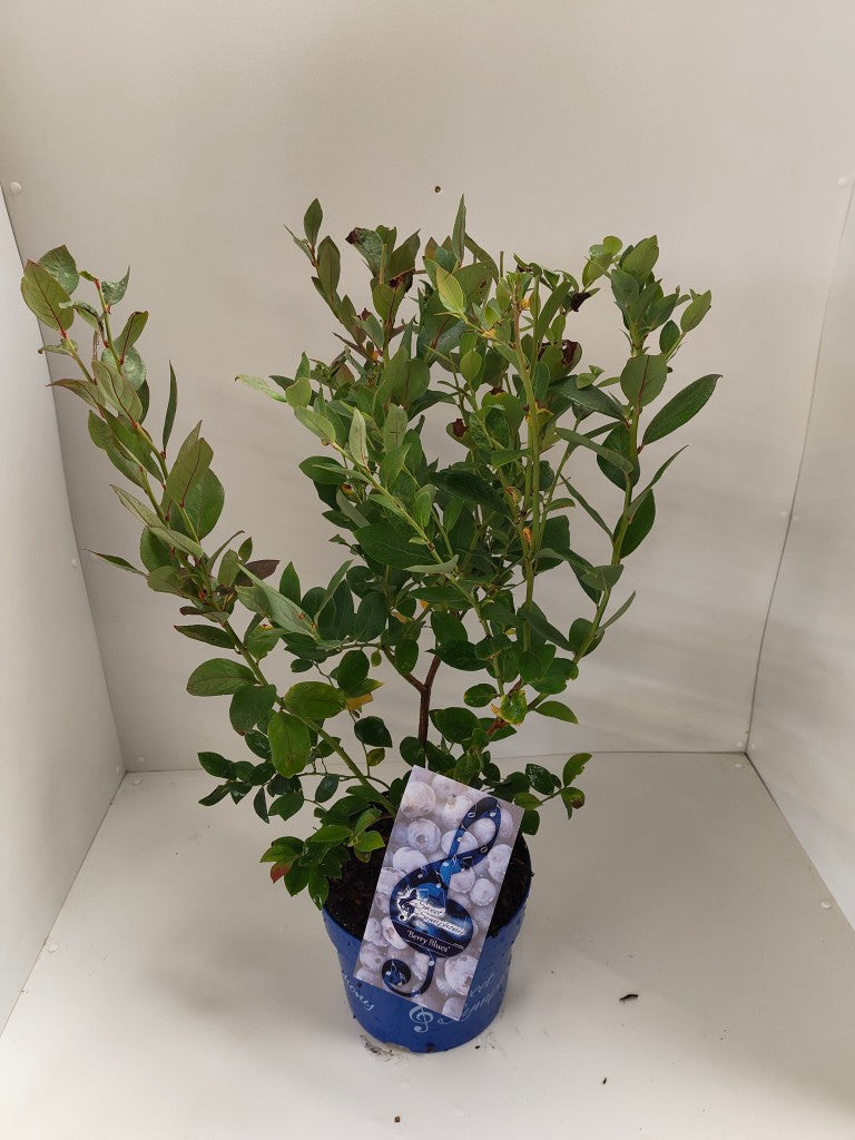 Vaccinium &