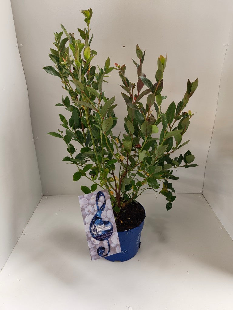 Vaccinium &