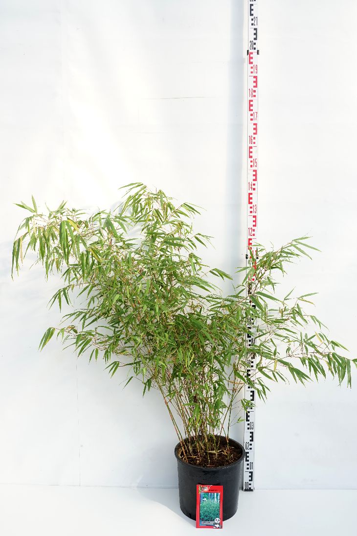 Fargesia murielae &