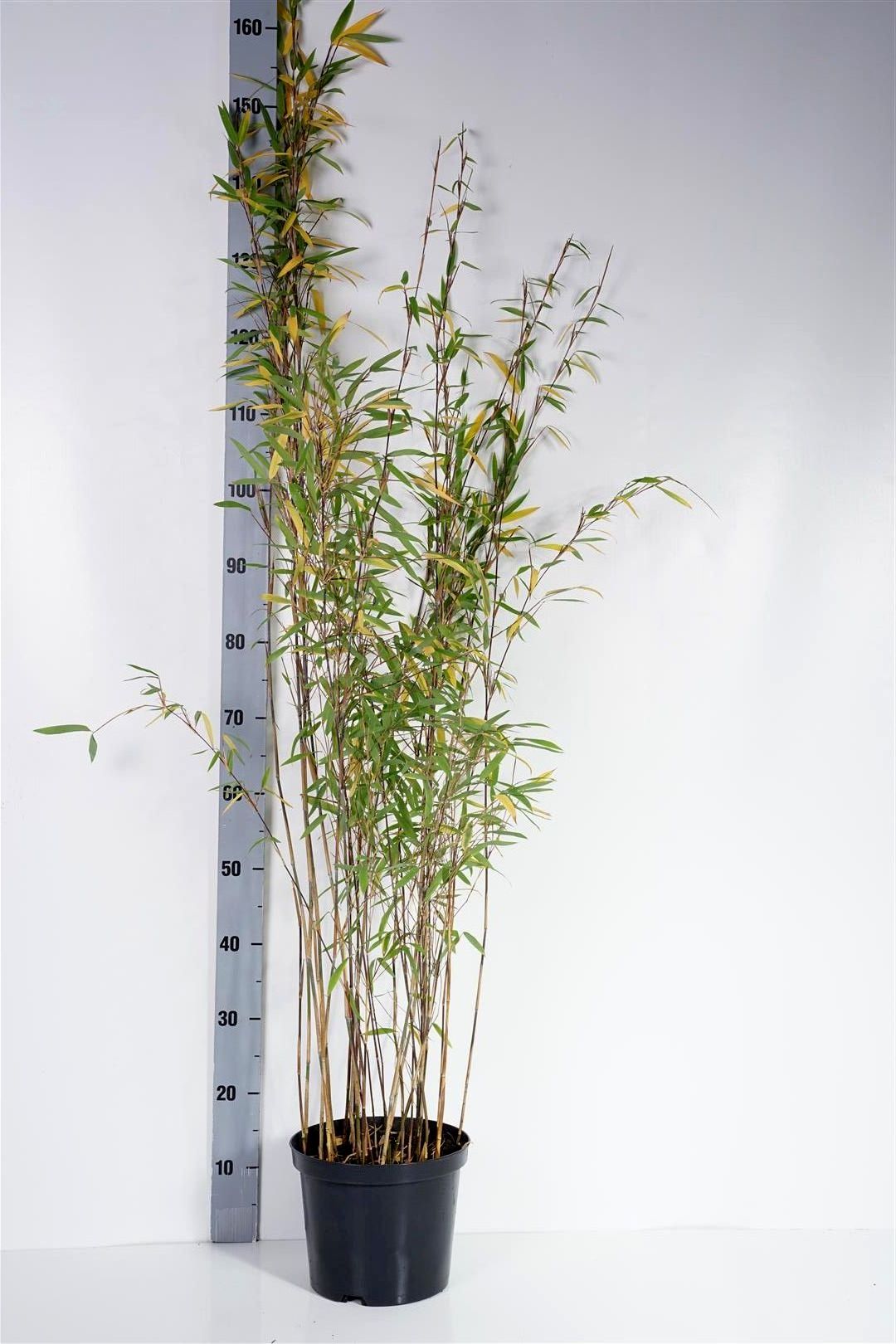 Fargesia nitida &