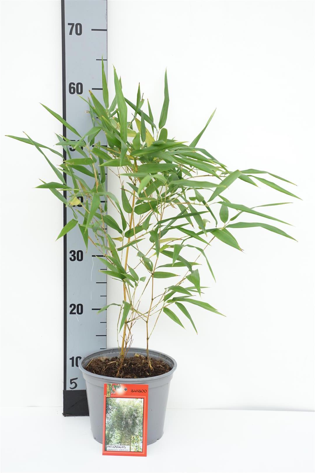 Phyllostachys aureosulcata &