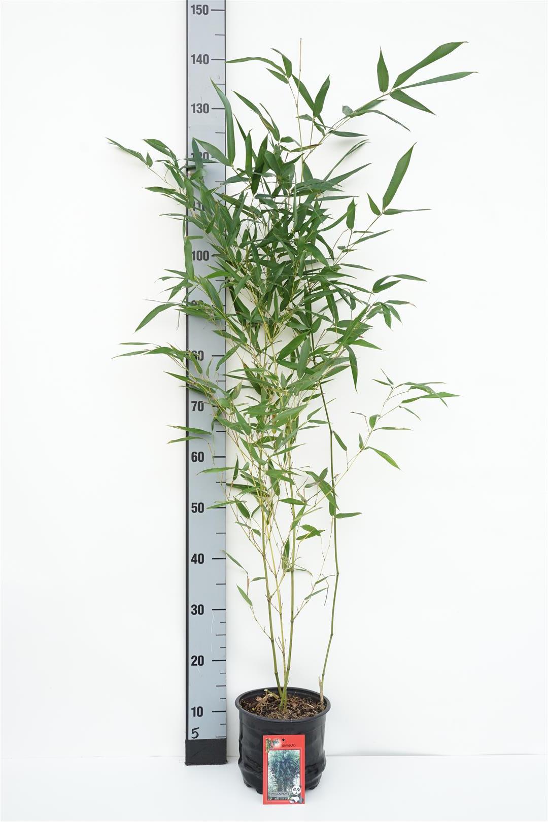Phyllostachys bissetii C3 (3 liters kruka) / 19 cm kruka 60-100 cm
