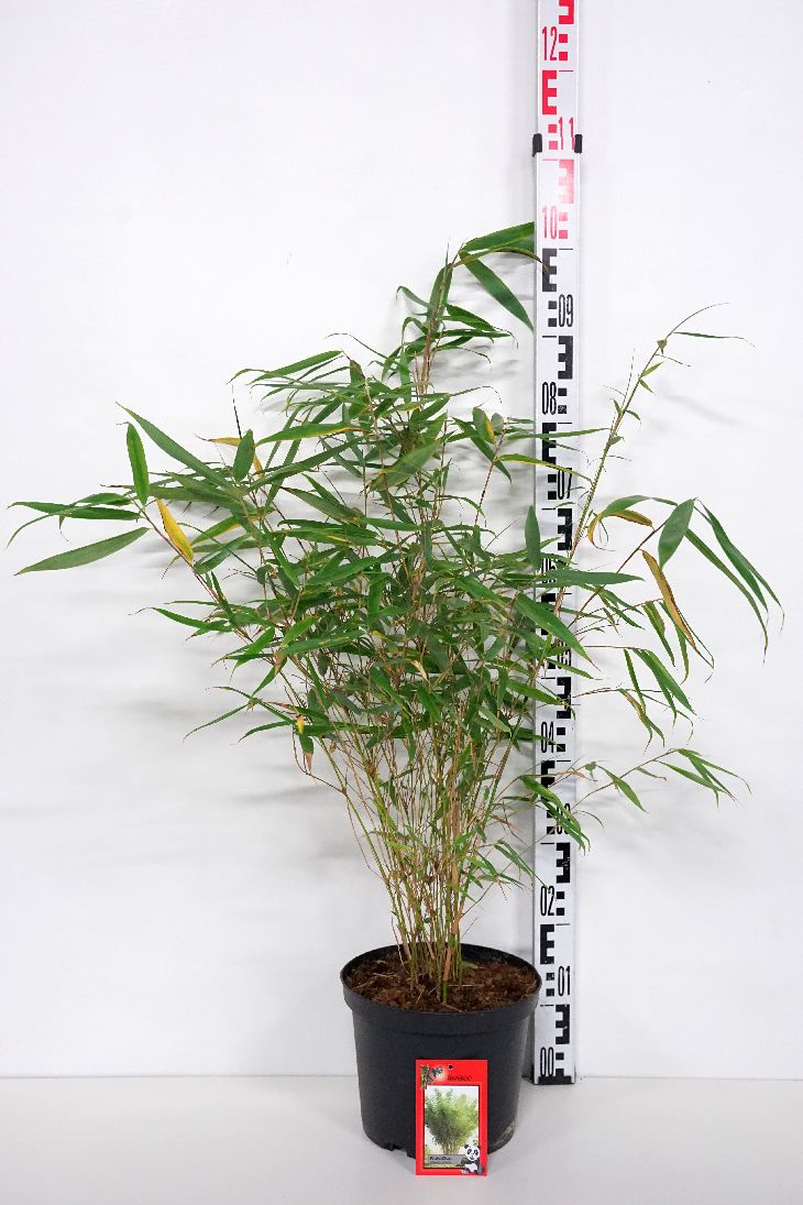 Pseudosasa japonica (Arundin. jap.) C5 (5 liters kruka) / 23 cm kruka 100-125 cm