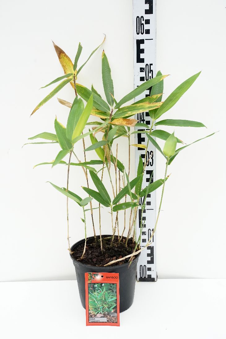Sasa tsuboiana C2 (2 liters kruka) 10-15 cm