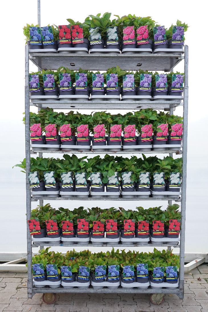 Hydrangea macrophylla i sorter C1,5 (1,5 liters kruka) 30-40 cm