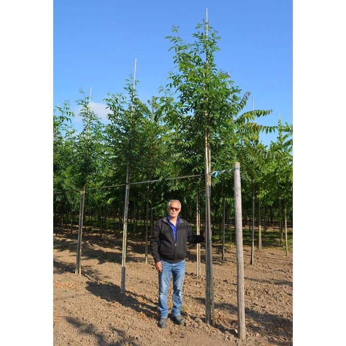 Robinia - Robinia pseudoacacia &