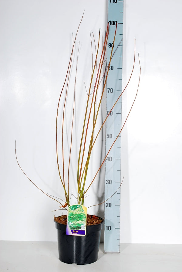 Acer palmatum C4 (4 liters kruka) / 21 cm kruka 60-70 cm