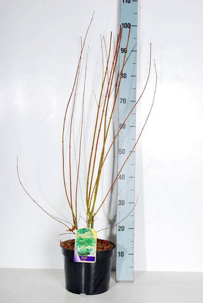Acer palmatum C4 (4 liters kruka) / 21 cm kruka 60-70 cm