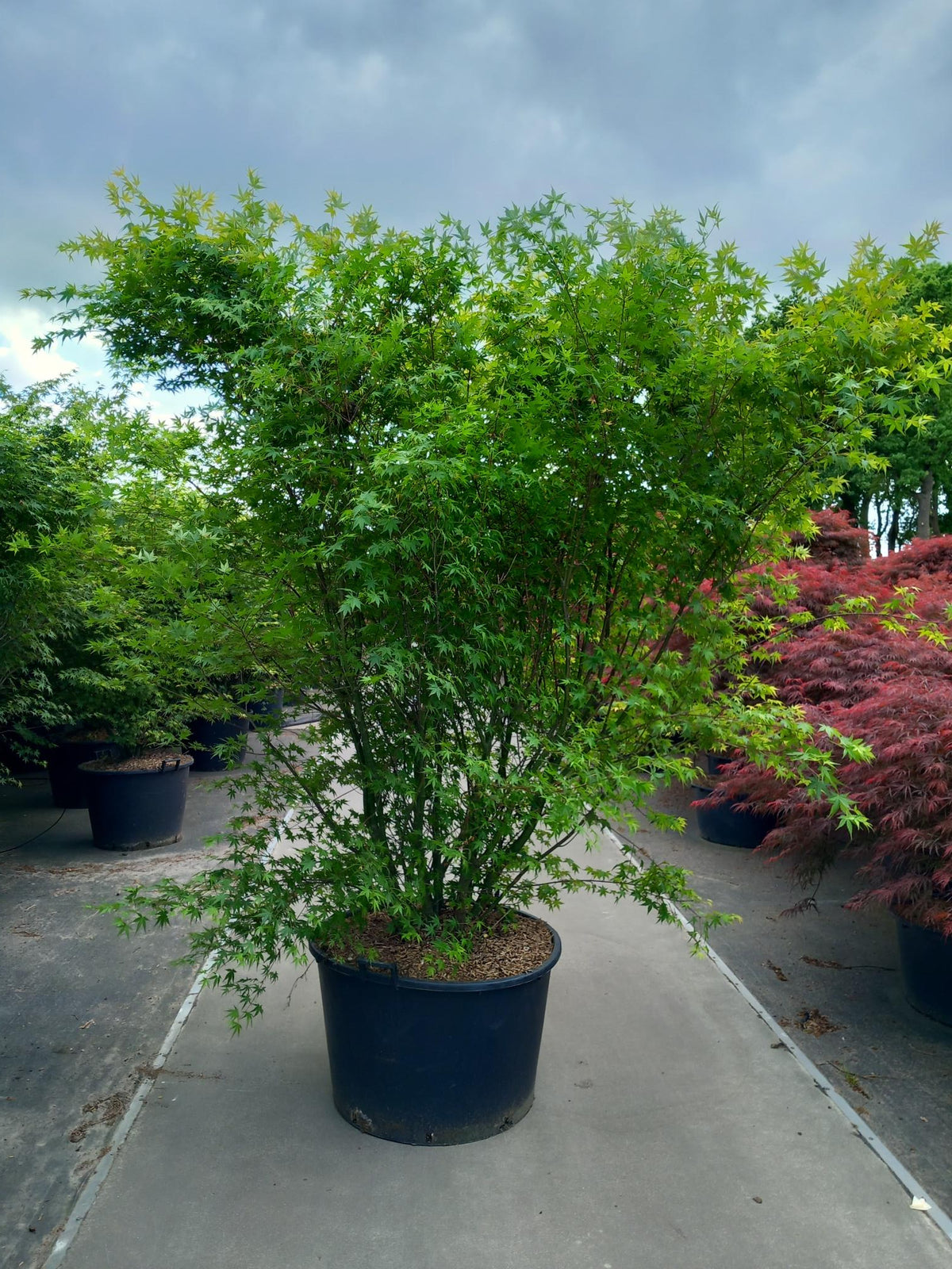 Acer palmatum C160 (160 liters kruka) 200-225 cm