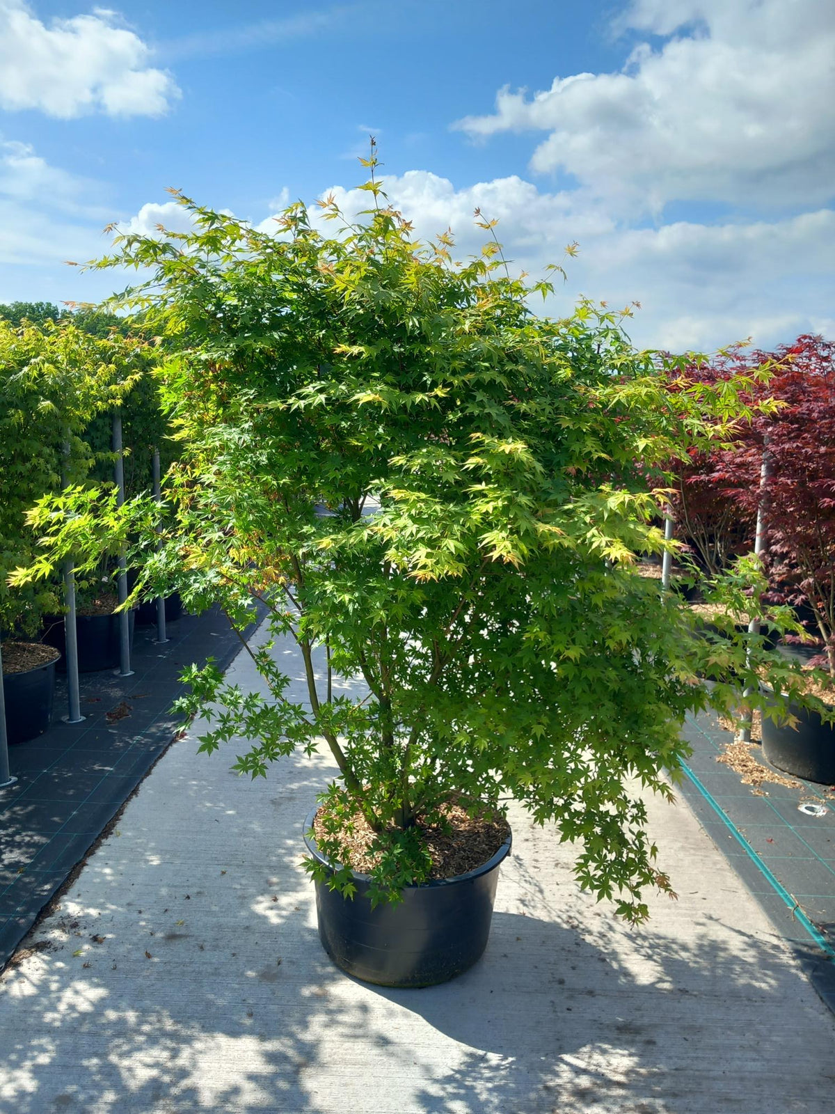 Acer palmatum C65 (65 liters kruka) 140-160 cm