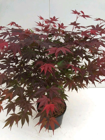 Acer pal. &