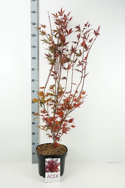 Acer palmatum &