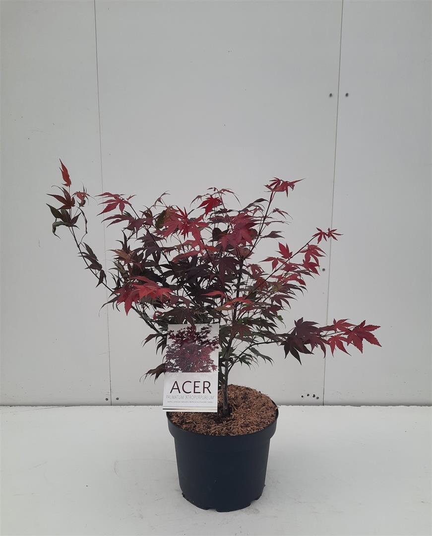 Acer pal. &