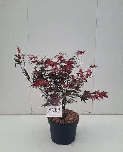 Acer pal. &