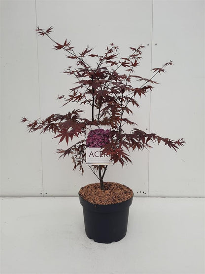 Japansk lönn Acer palmatum &