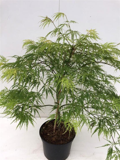 Acer pal. &