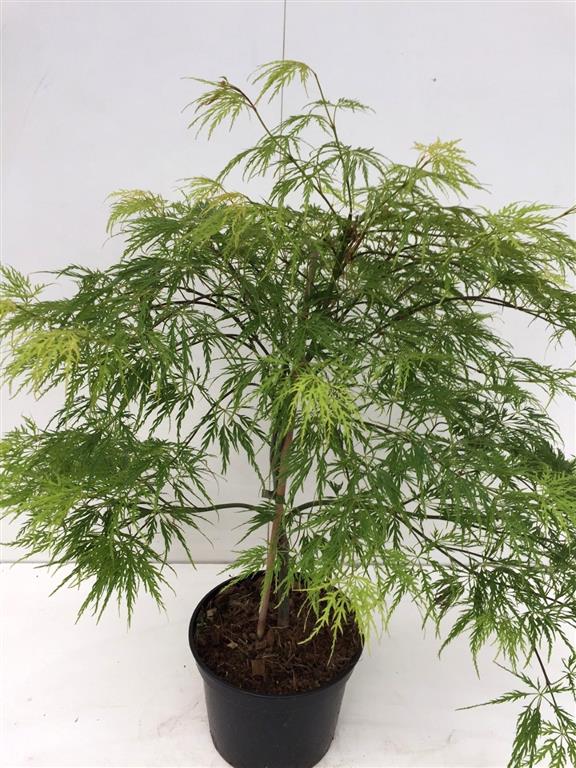 Acer palmatum &