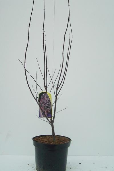 Acer palmatum &