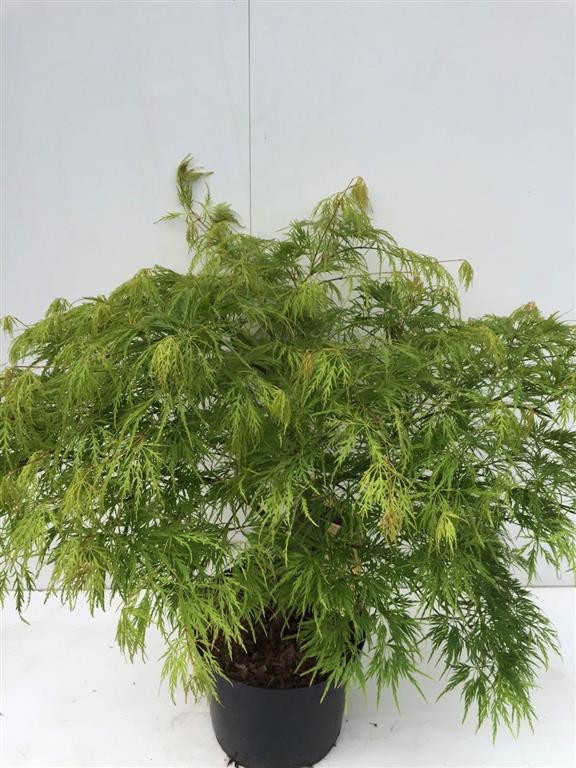 Acer pal. &