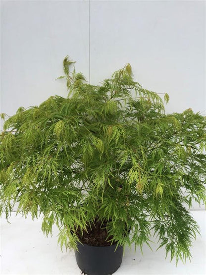 Acer pal. &