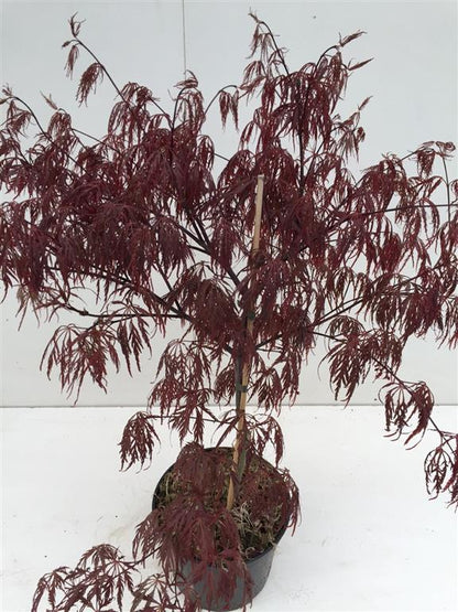 Acer pal. &