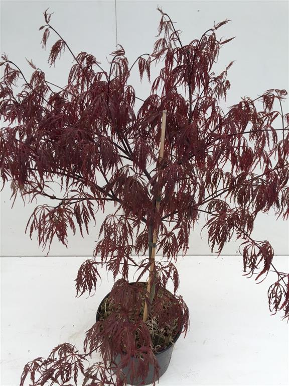 Acer palmatum &