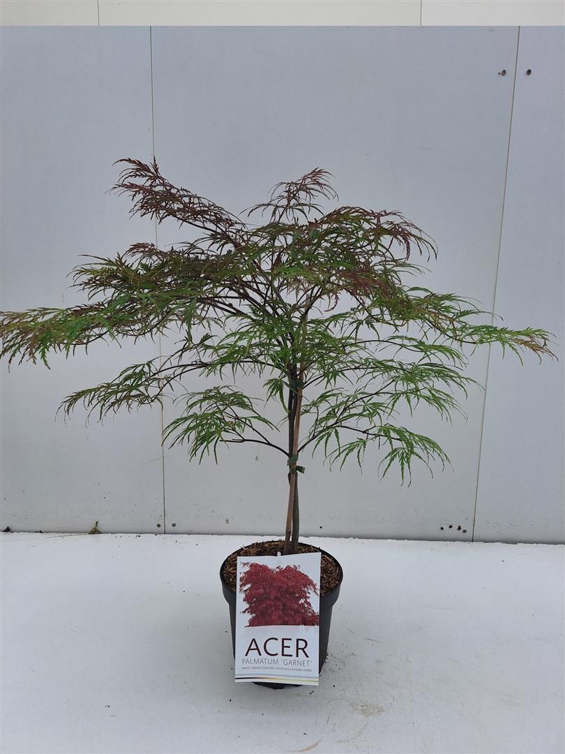 Acer palmatum &
