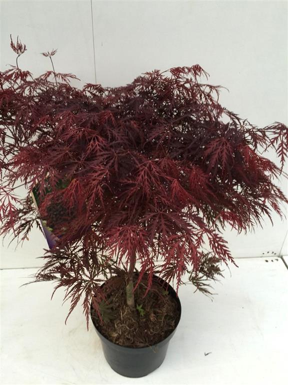 Acer palmatum &