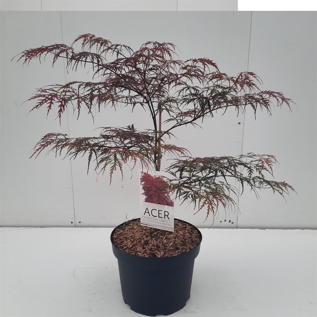 Acer pal. &