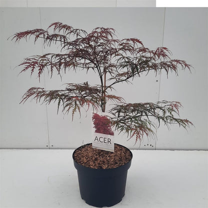 TW-2778170