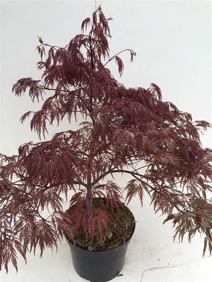 Acer palmatum &