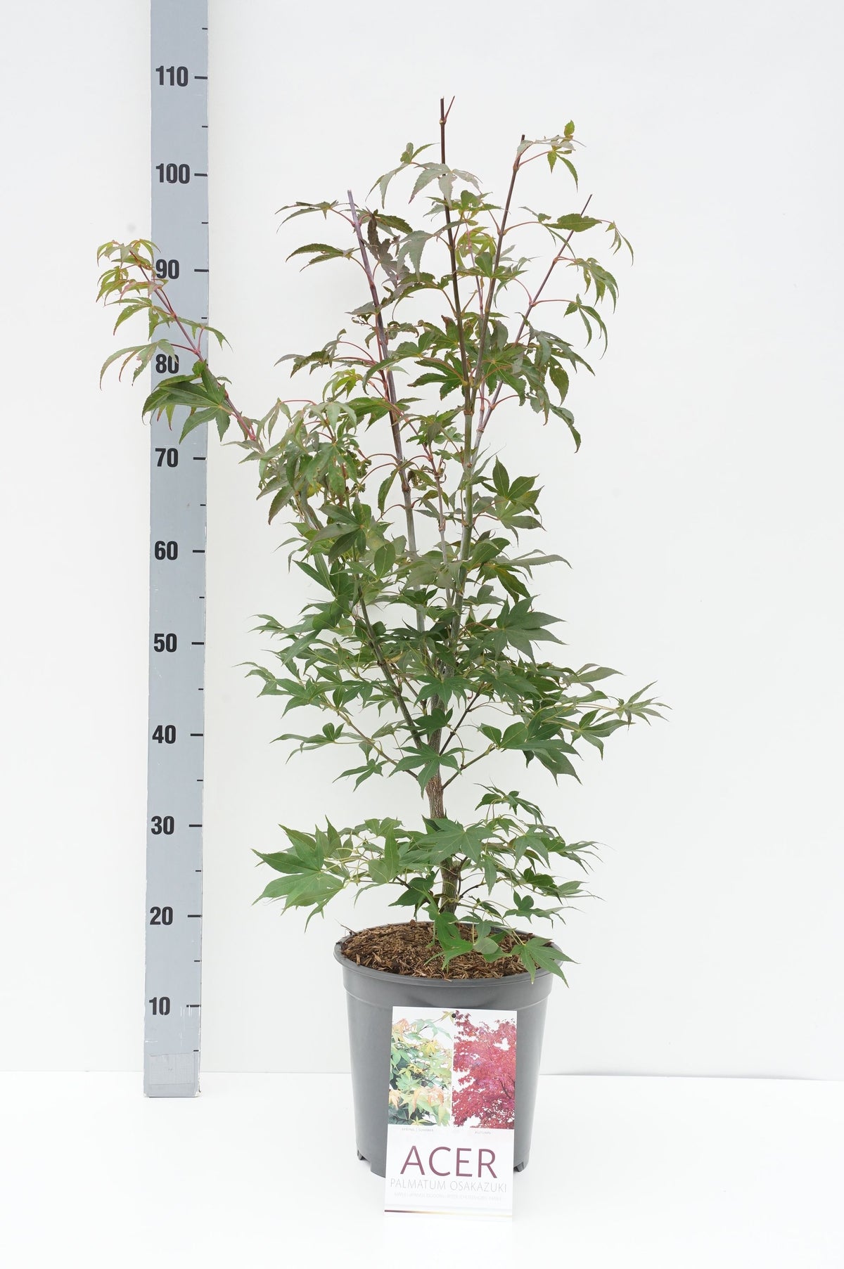 Acer palmatum &