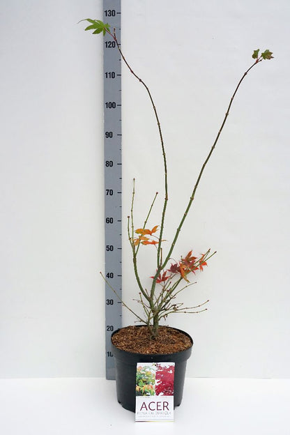 Acer palmatum &