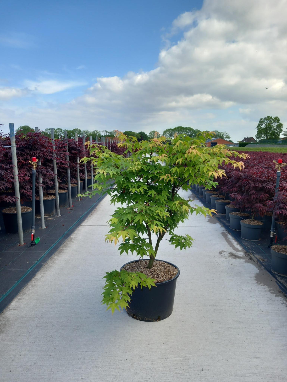 Acer palmatum &