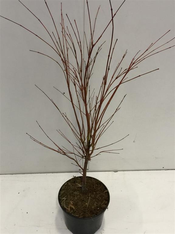 Acer palmatum &