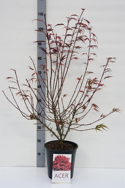 Acer palmatum &
