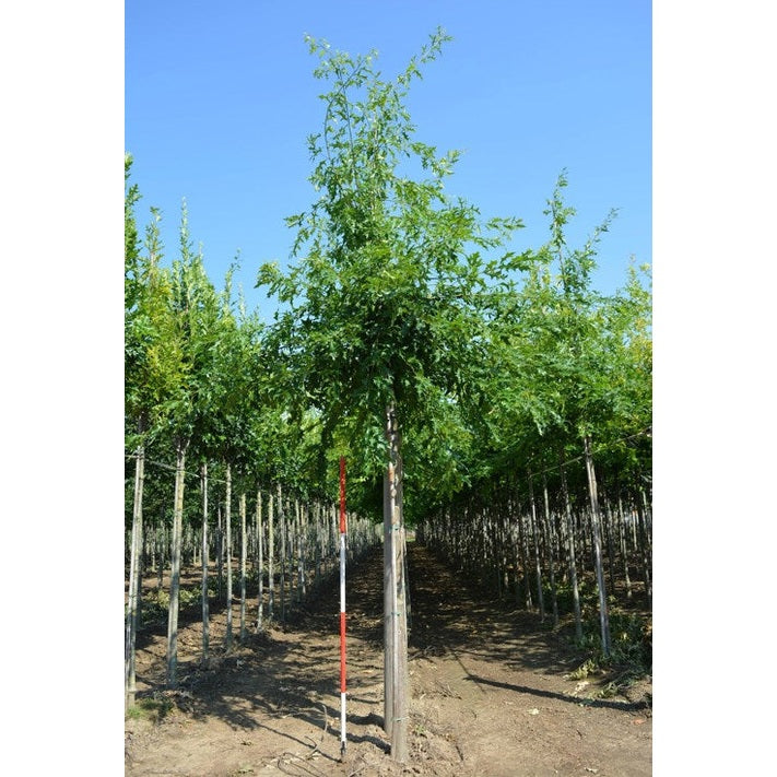 Kärrek - Quercus palustris  - Stammens omkrets 16-18 cm, höjd 3,5-4 meter,  HS,