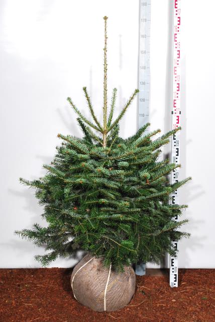 Abies nordmanniana 80-100 cm rotklump, extra omplanterad