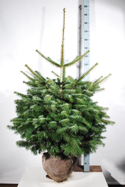 Abies nordmanniana 100-125 cm rotklump