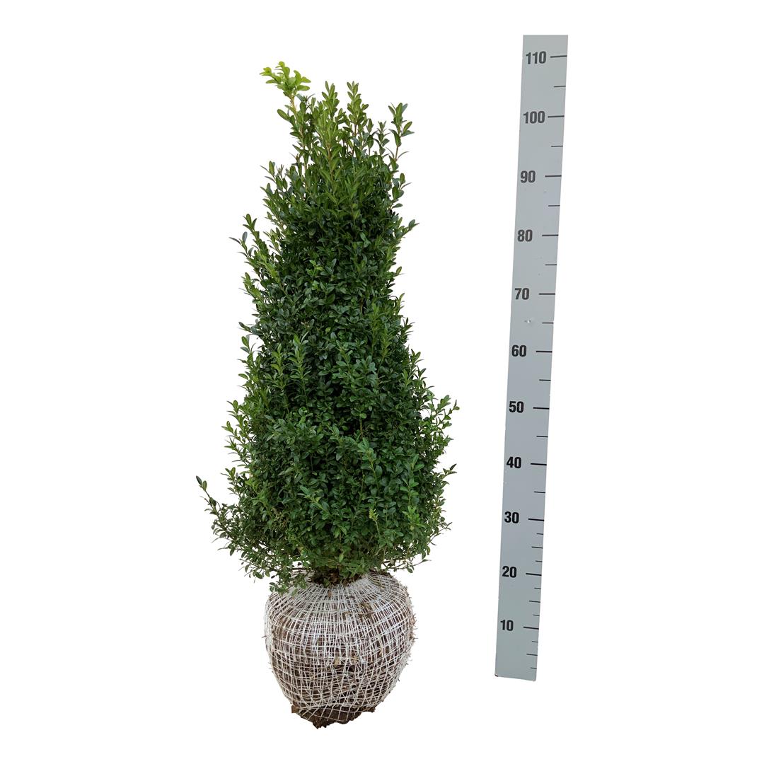 Buxus sempervirens 60-80 cm rotklump
