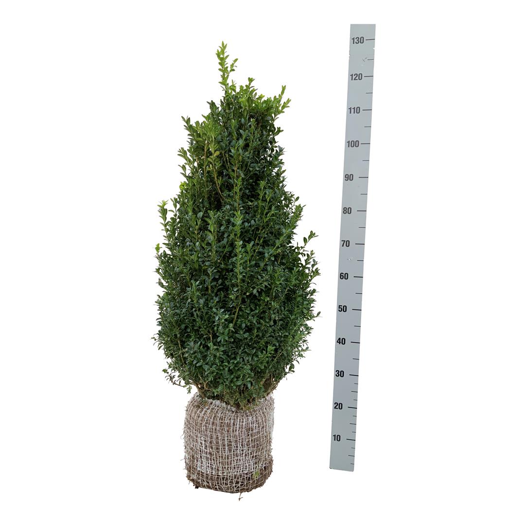 Buxus sempervirens 80-100 cm rotklump