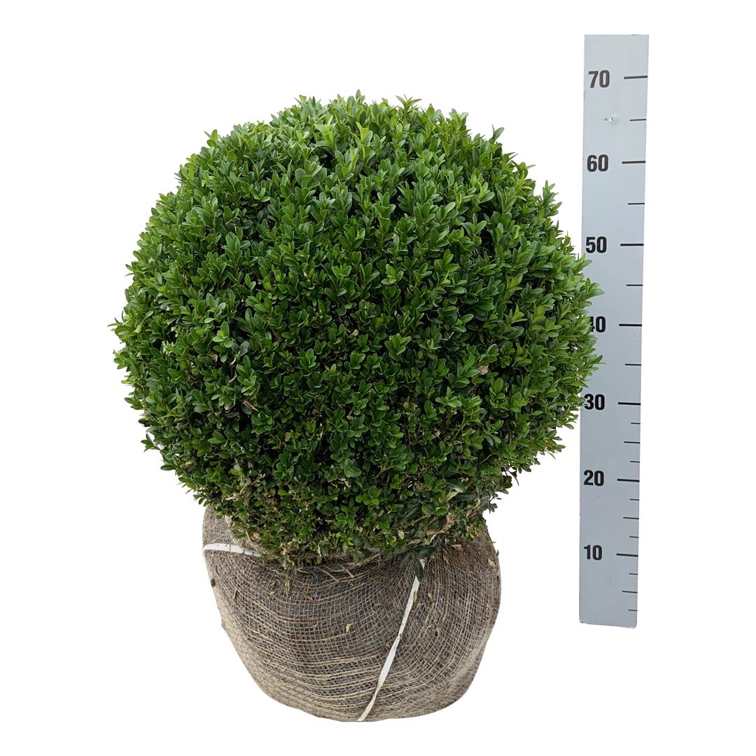 Buxus sempervirens 45-50 cm klot med rotklump